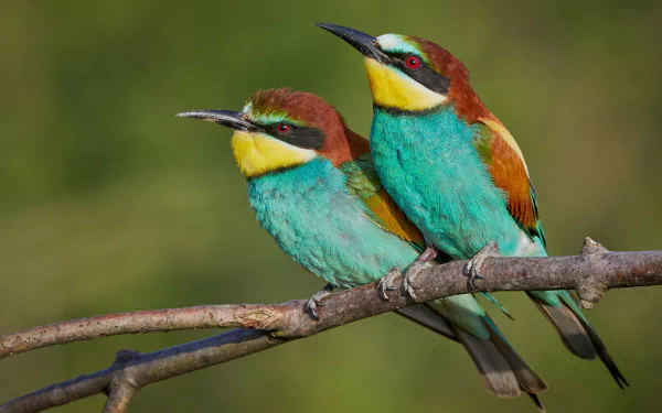 Two vibrant European bee-eater birds perched on a branch, captured in HD for a stunning PC desktop wallpaper background.