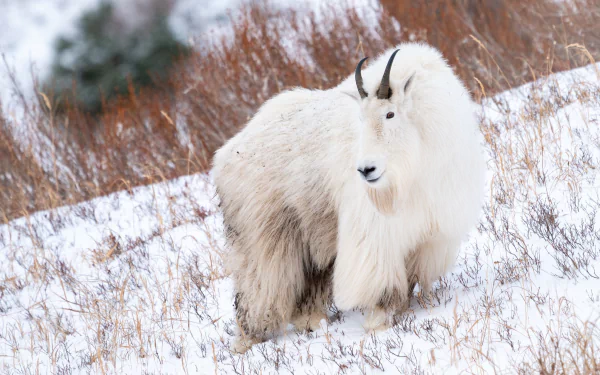 goat snow winter Animal mountain goat winter animals HD Desktop Wallpaper | Background Image
