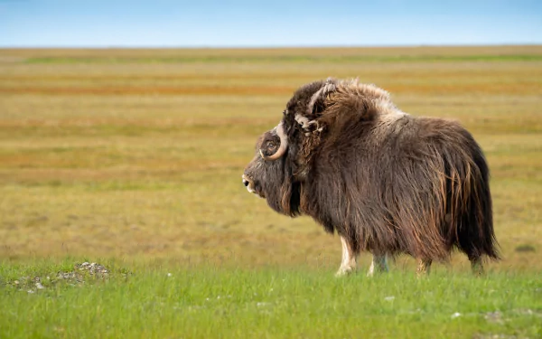 HD desktop wallpaper featuring a muskox standing on green grass with a vast open plain and clear sky in the background.