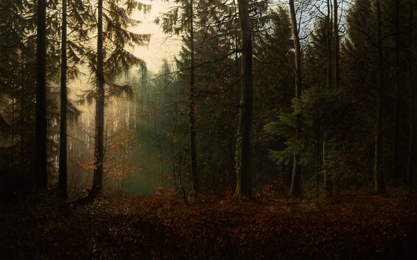 Artistic Forest Oil Painting Fall HD Wallpaper | Background Image