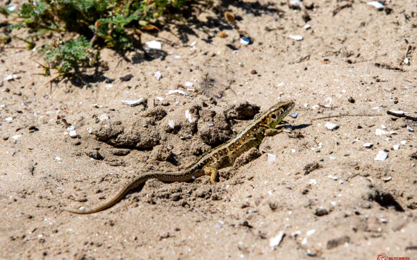 Animal lizard HD Desktop Wallpaper | Background Image
