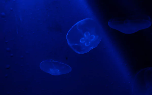 Animal jellyfish HD Desktop Wallpaper | Background Image