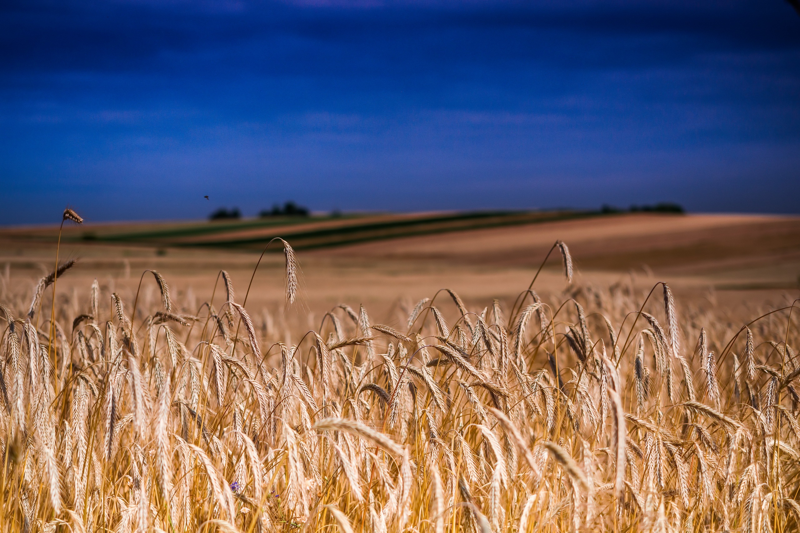 Wheat HD Wallpaper | Background Image | 2560x1707 | ID:1032230