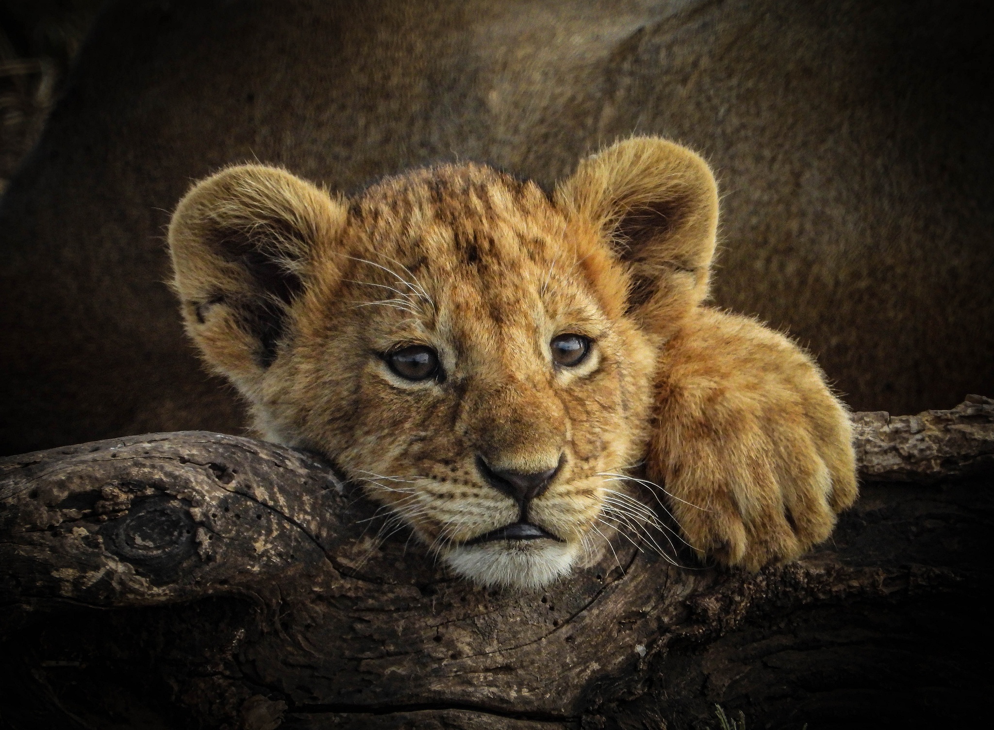 Download Cub Baby Animal Animal Lion HD Wallpaper