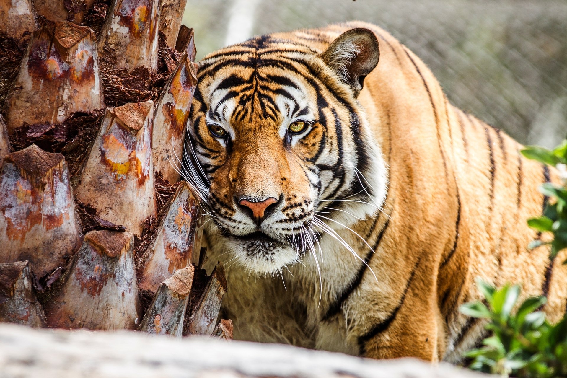 Download Animal Tiger HD Wallpaper | 2560x1707 | Wallpaper Abyss