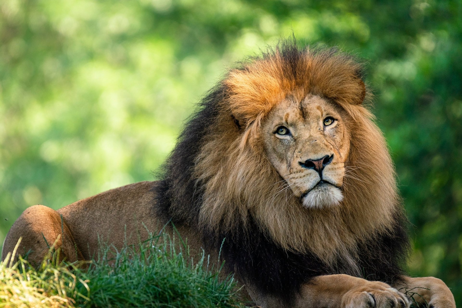Download Animal Lion HD Wallpaper
