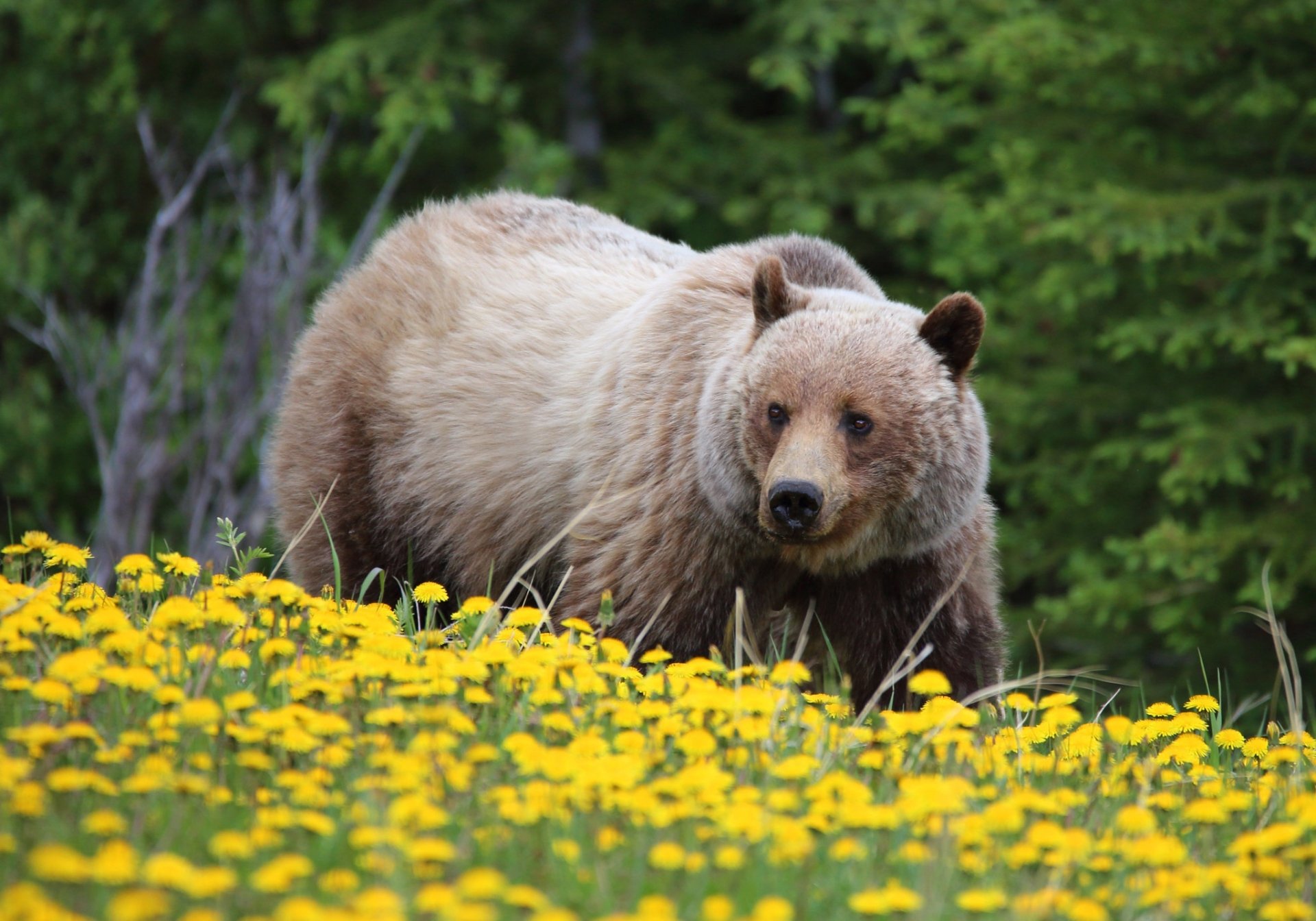 Download Grizzly Dandelion Flower Animal Grizzly Bear HD Wallpaper