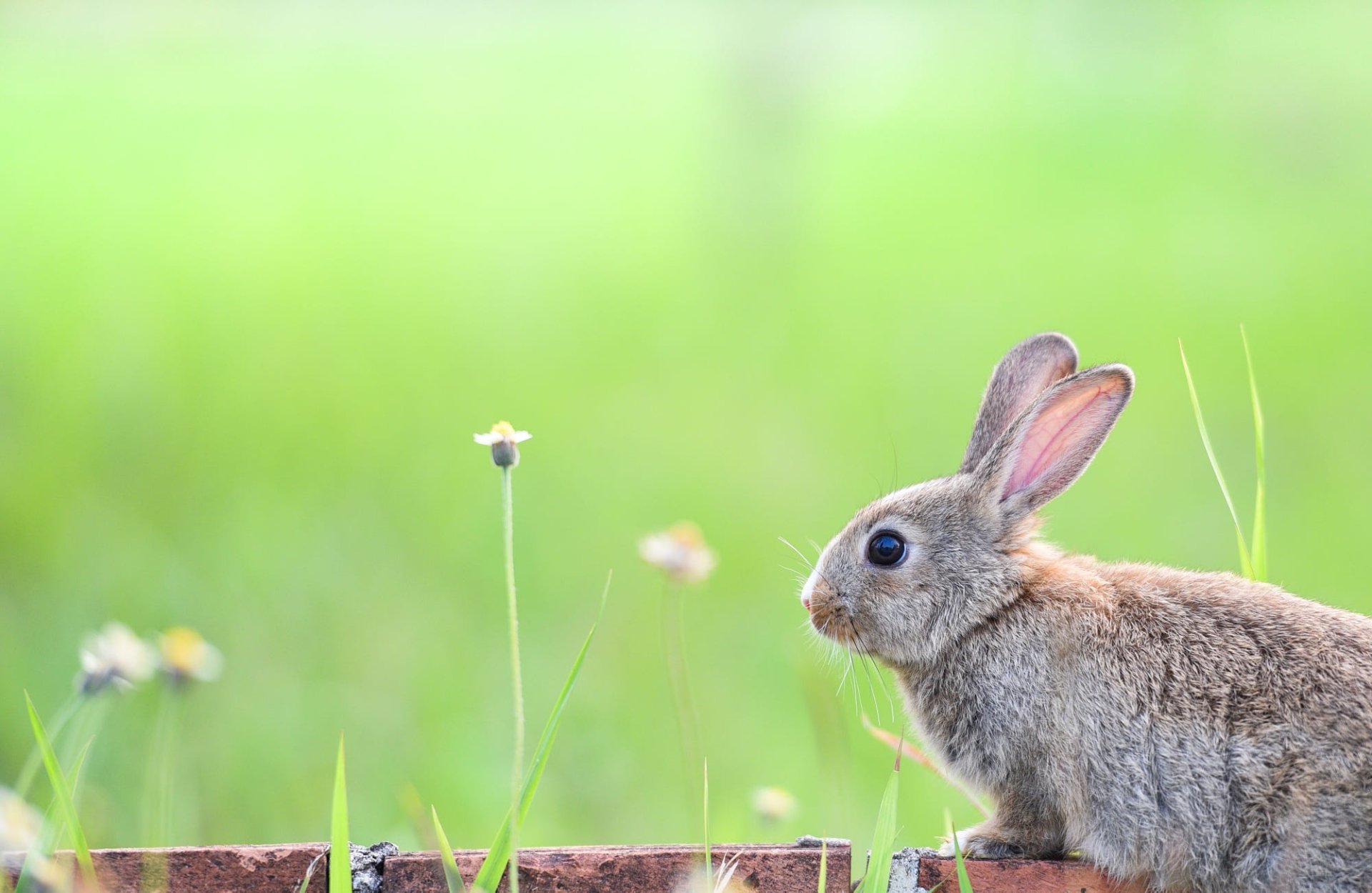 Download Animal Rabbit HD Wallpaper | 2000x1302 | Wallpaper Abyss