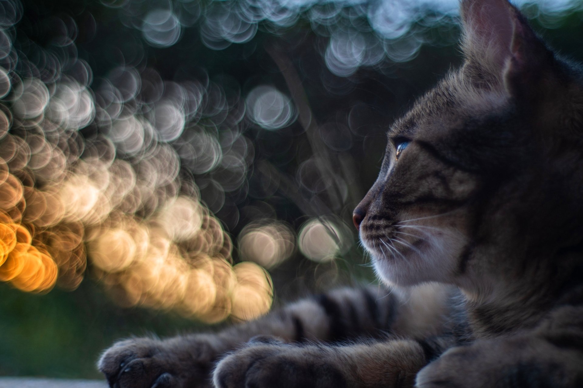 Download Bokeh Animal Cat HD Wallpaper