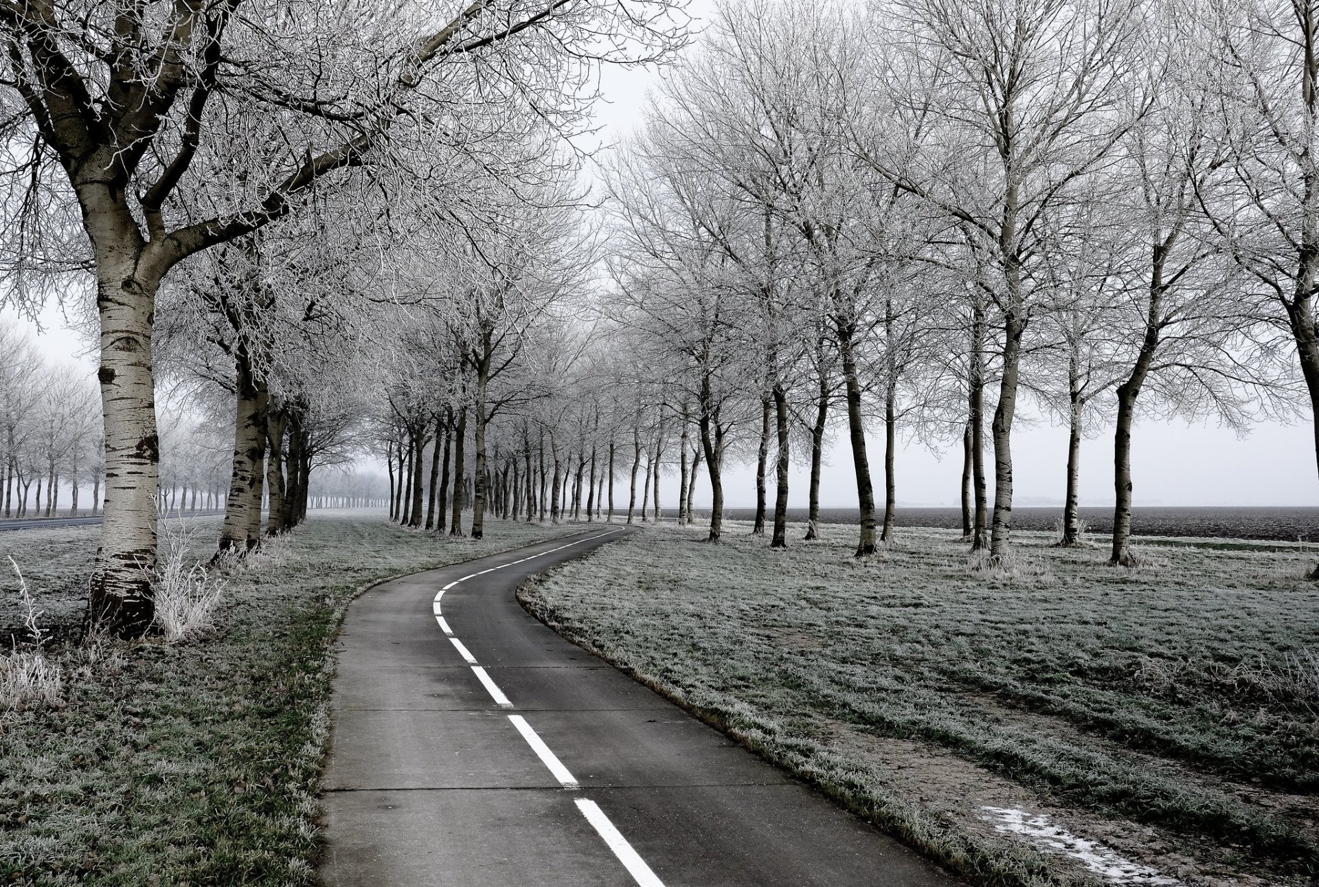 Download Tree Man Made Road HD Wallpaper | 2048x1377 | Wallpaper Abyss