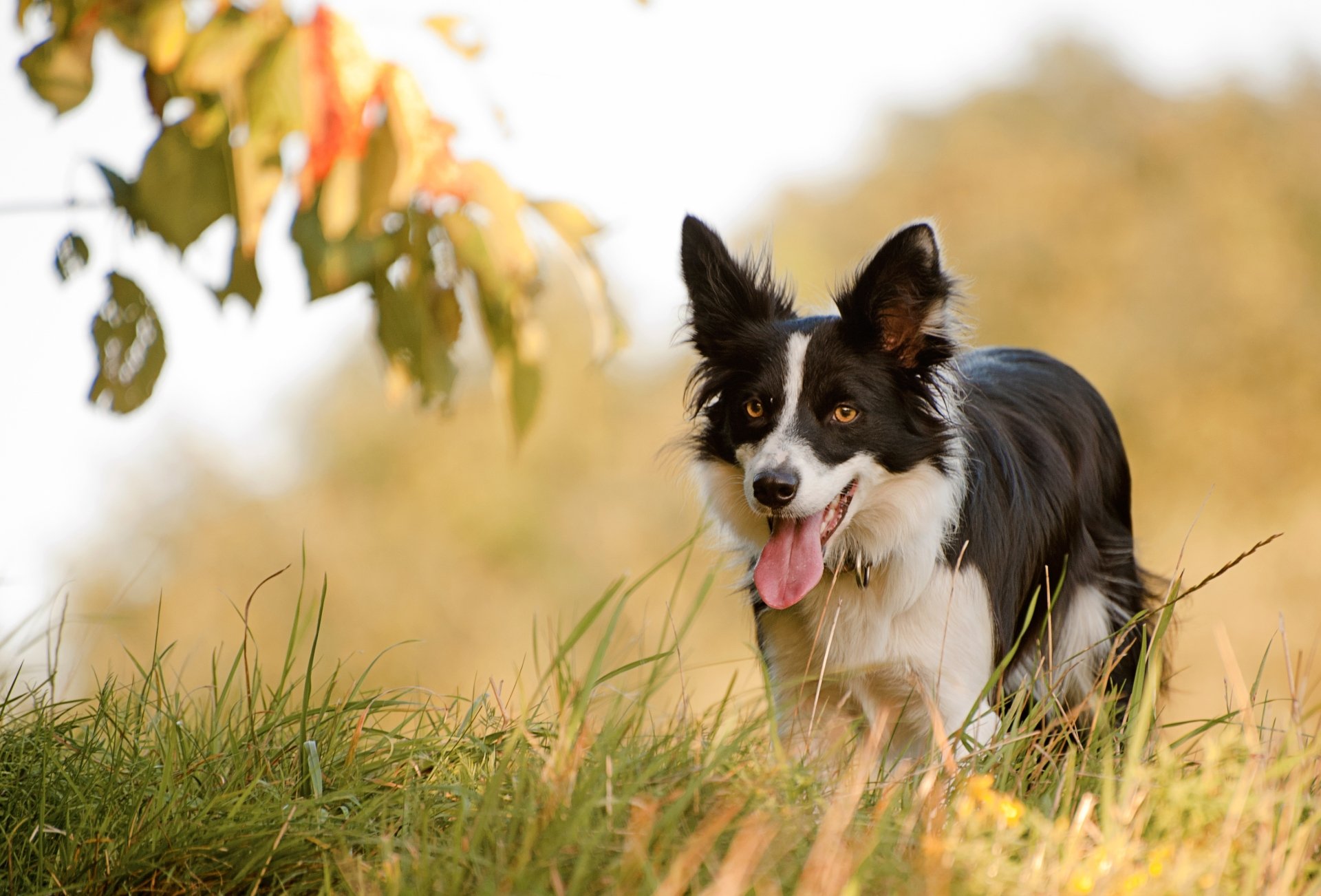 Download Border Collie Dog Animal HD Wallpaper