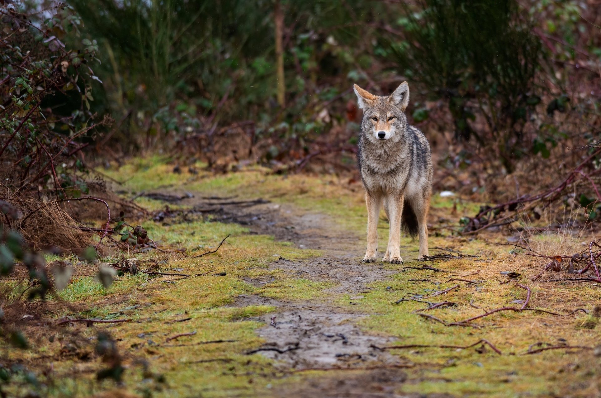 Download Animal Coyote HD Wallpaper