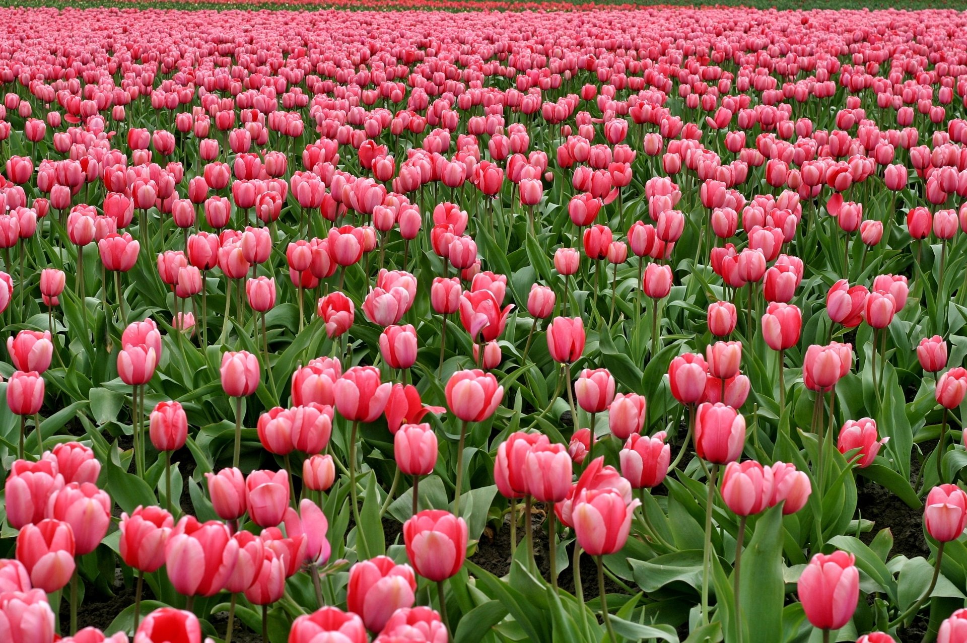 Download Pink Flower Flower Nature Tulip HD Wallpaper | 3066x2040 ...