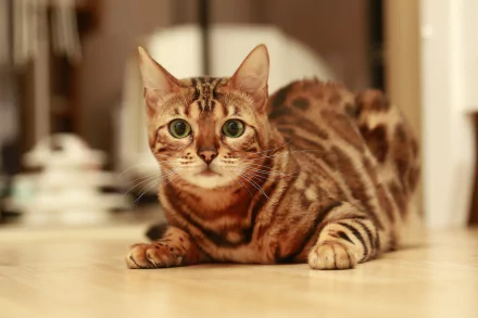  Brown Bengal Cat by lshman000