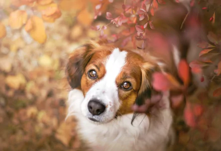 dog Animal Kooikerhondje HD Desktop Wallpaper | Background Image