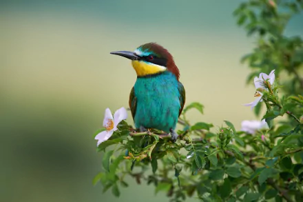  European Bee-eater (merops apiaster) by Kalin Botev