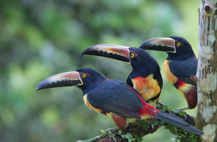 aracari bird Animal toucan HD Desktop Wallpaper | Background Image