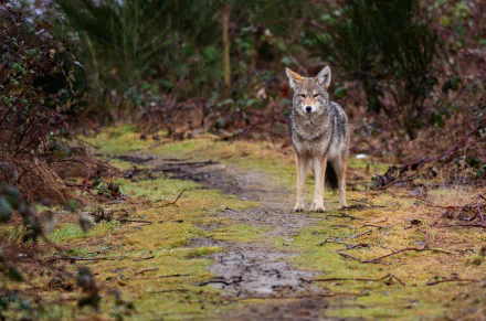 Animal coyote HD Desktop Wallpaper | Background Image