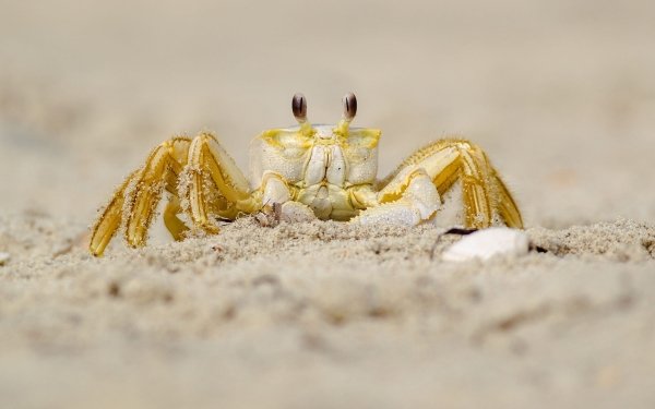 Animal Crab Crustacean HD Wallpaper | Background Image
