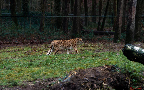 A cheetah walks across a grassy clearing in a dense forest, captured in stunning 4K Ultra HD quality for a high-resolution PC desktop wallpaper.
