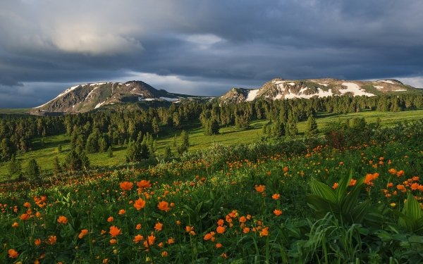 Nature Landscape Flower Mountain Orange Flower Meadow HD Wallpaper | Background Image