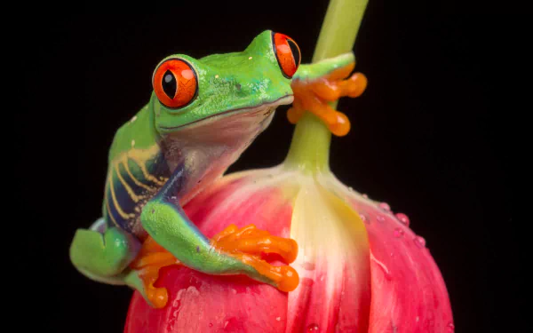 Close-up of a red-eyed tree frog perched on a pink tulip, vibrant animal portrait in sharp, high-detail 4K Ultra HD PC desktop wallpaper background.