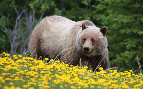grizzly dandelion flower Animal grizzly bear HD Desktop Wallpaper | Background Image