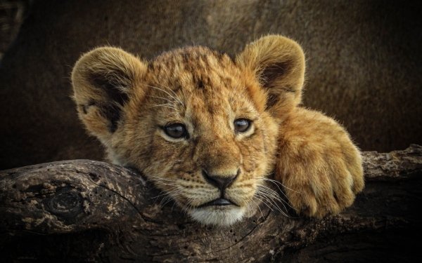 Animal Lion Cats Baby Animal Cub HD Wallpaper | Background Image