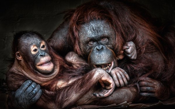 Animal Orangutan Monkeys Monkey Primate Baby Animal HD Wallpaper | Background Image