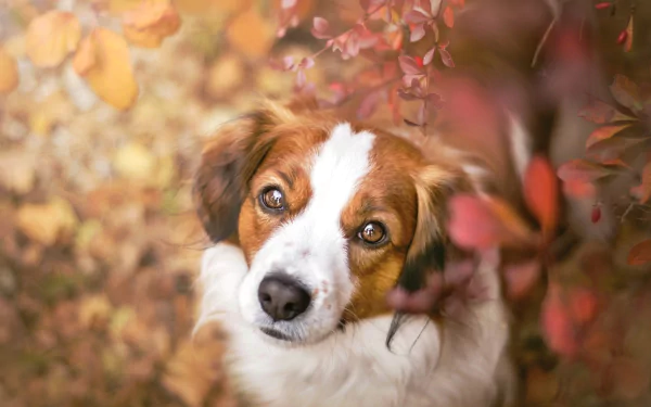 dog Animal Kooikerhondje HD Desktop Wallpaper | Background Image