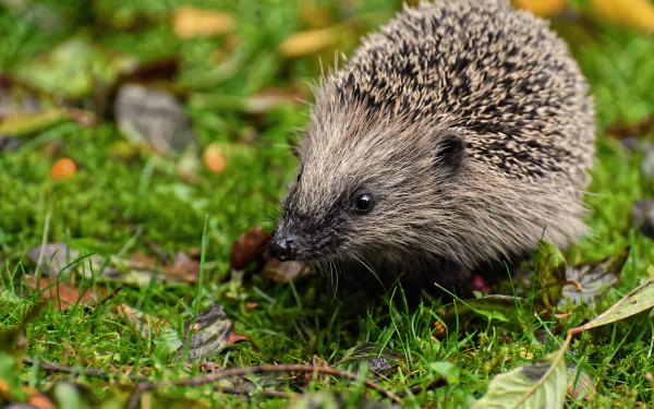 Animal hedgehog HD Desktop Wallpaper | Background Image