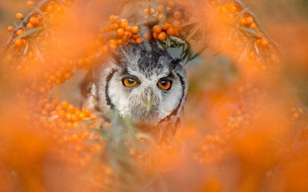 Animal Owl Birds Owls Bird Berry HD Wallpaper | Background Image