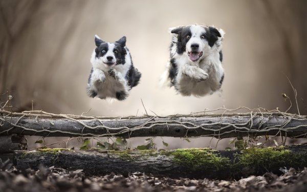Animal Border Collie Dogs Dog HD Wallpaper | Background Image