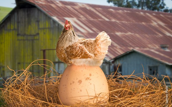 Animal Chicken Birds Galliformes Hen Egg Barn Nest HD Wallpaper | Background Image