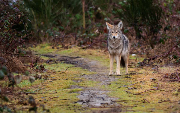 Animal coyote HD Desktop Wallpaper | Background Image