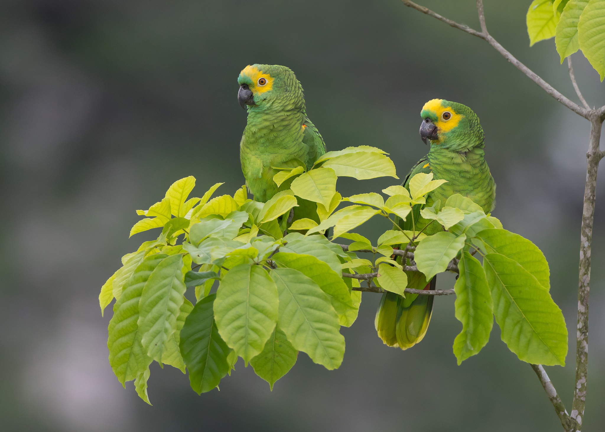 Turquoise-fronted Parrot (amazona aestiva)