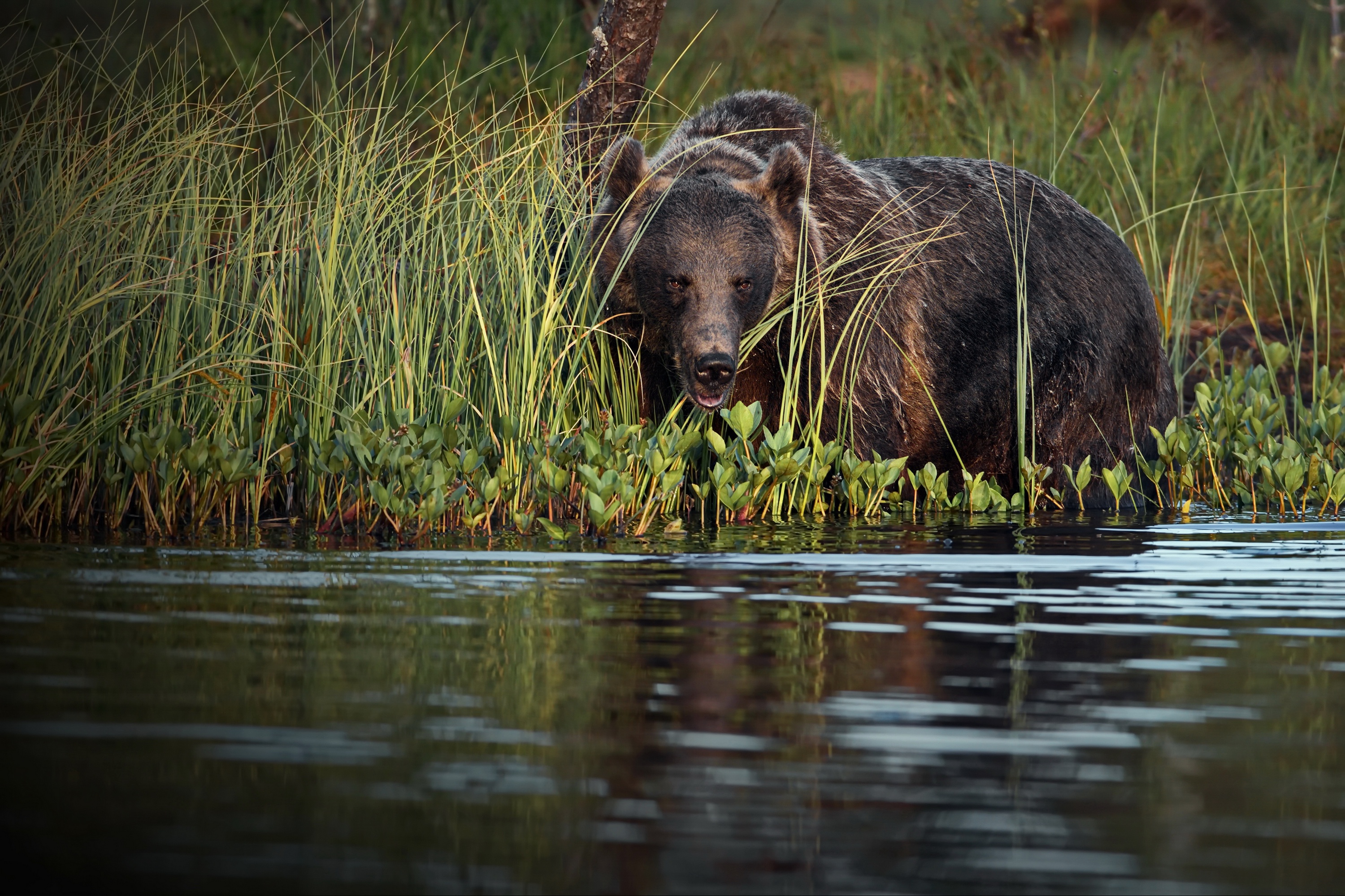 Bear HD Wallpapers Background Images. predator (Animal) HD Wallpapers Backg...