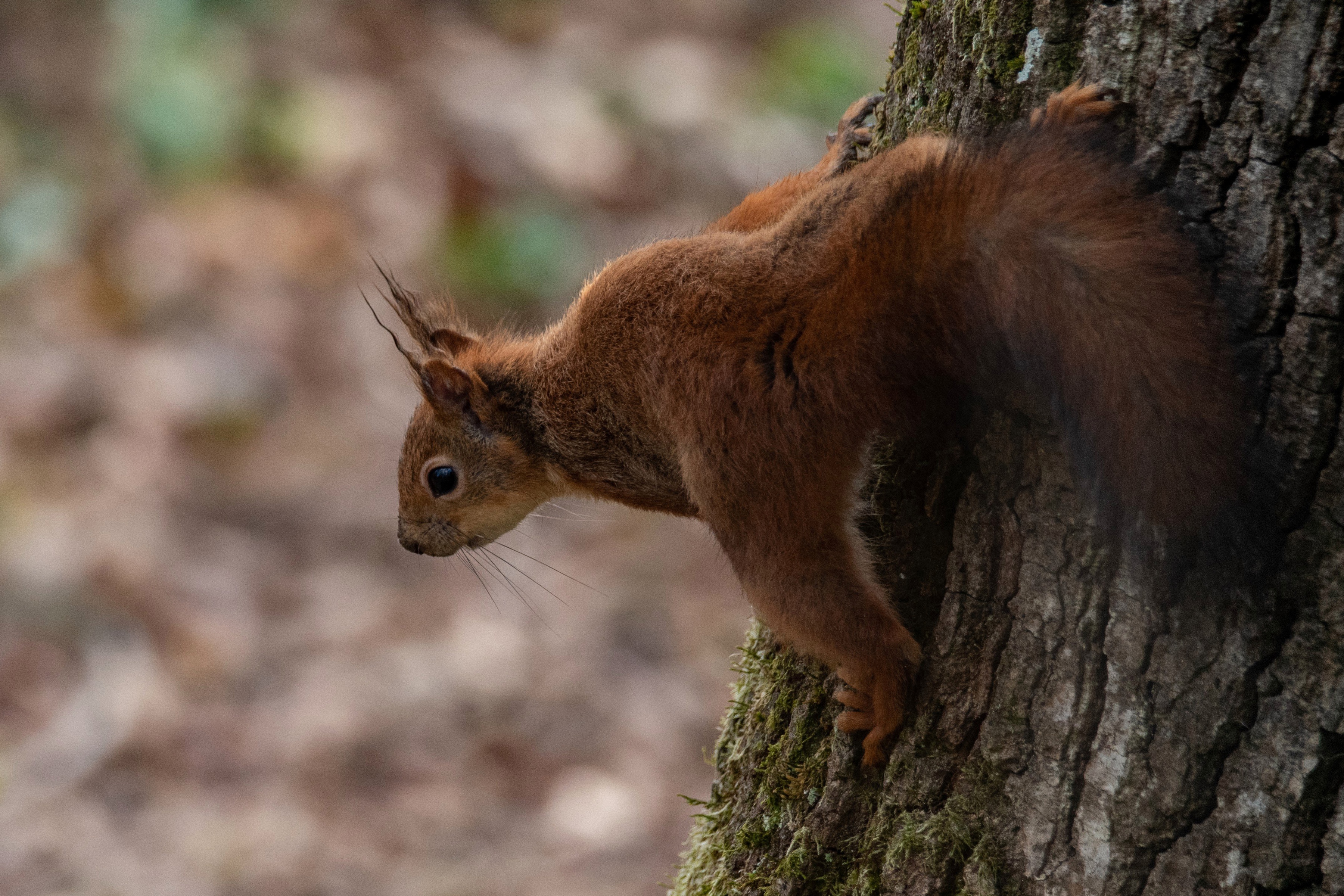 Download Rodent Animal Squirrel HD Wallpaper