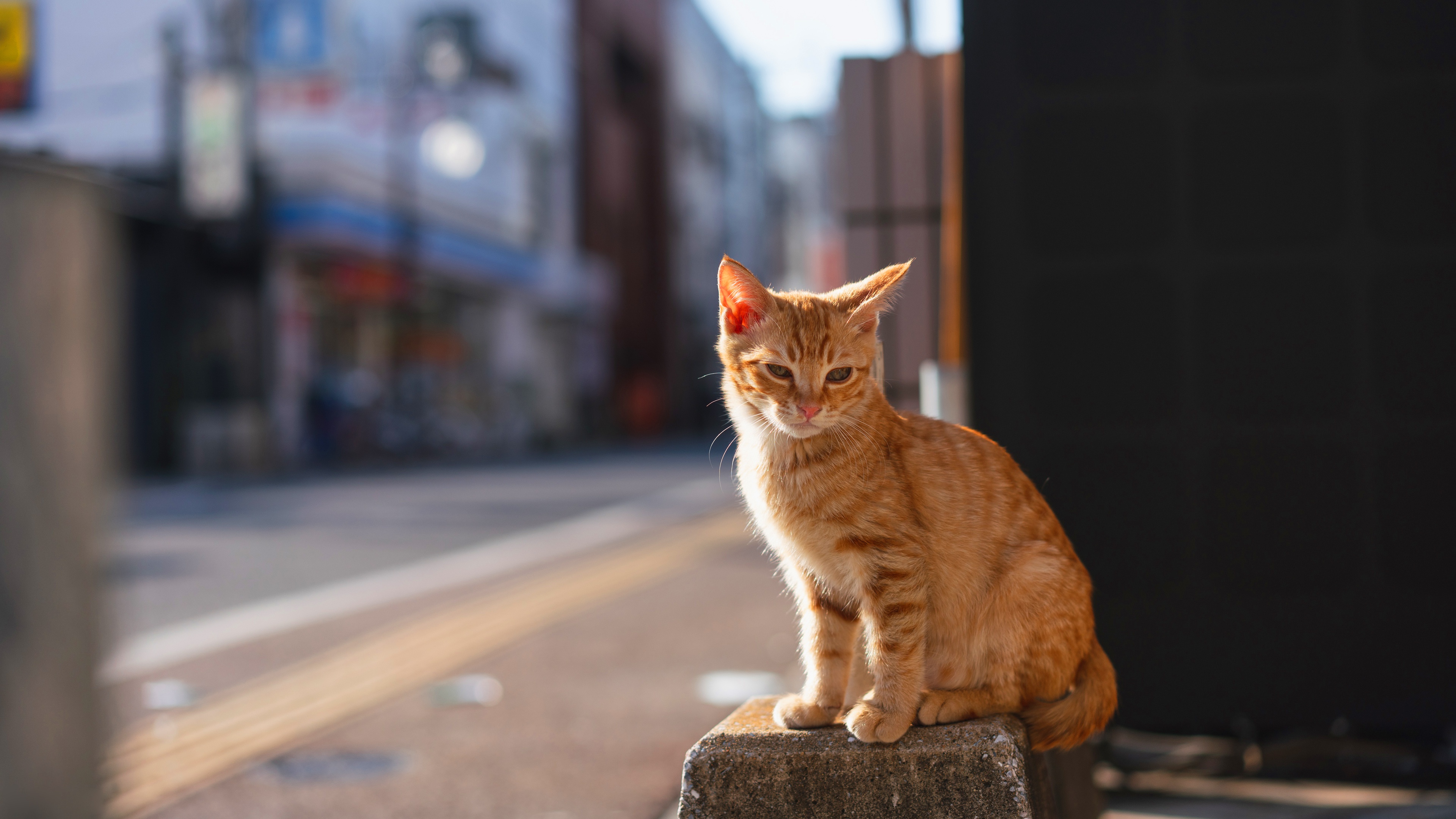 Котенок с улицы. Уличные коты. Рыжий кот сидит. Котенок на улице. Рыжий кот на улице.