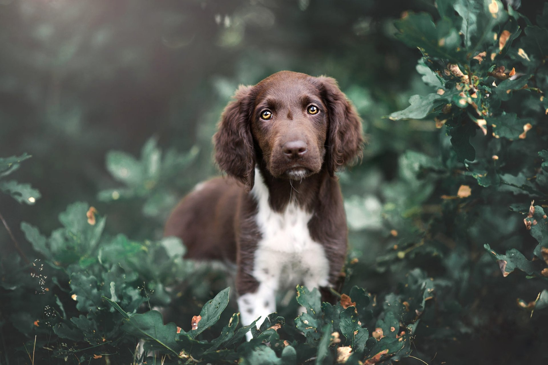 Download Dog Animal Spaniel HD Wallpaper