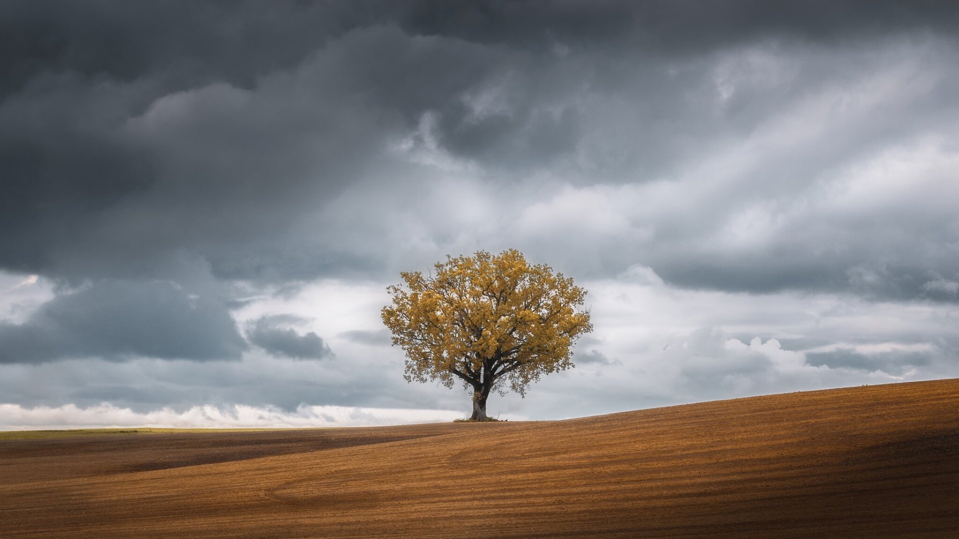 Download Cloud Fall Nature Field Tree HD Wallpaper | 2048x1152 ...