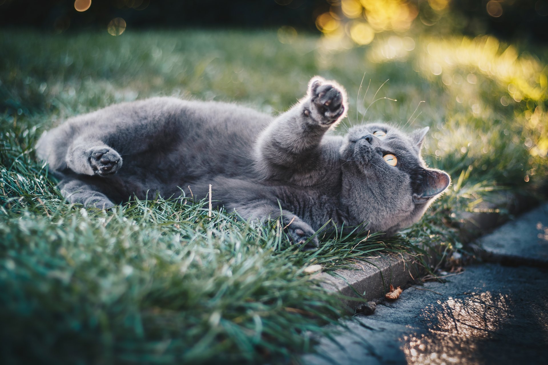 4K Ultra HD PC desktop wallpaper — gray cat lying on grass with paw raised and amber eyes, soft bokeh background
