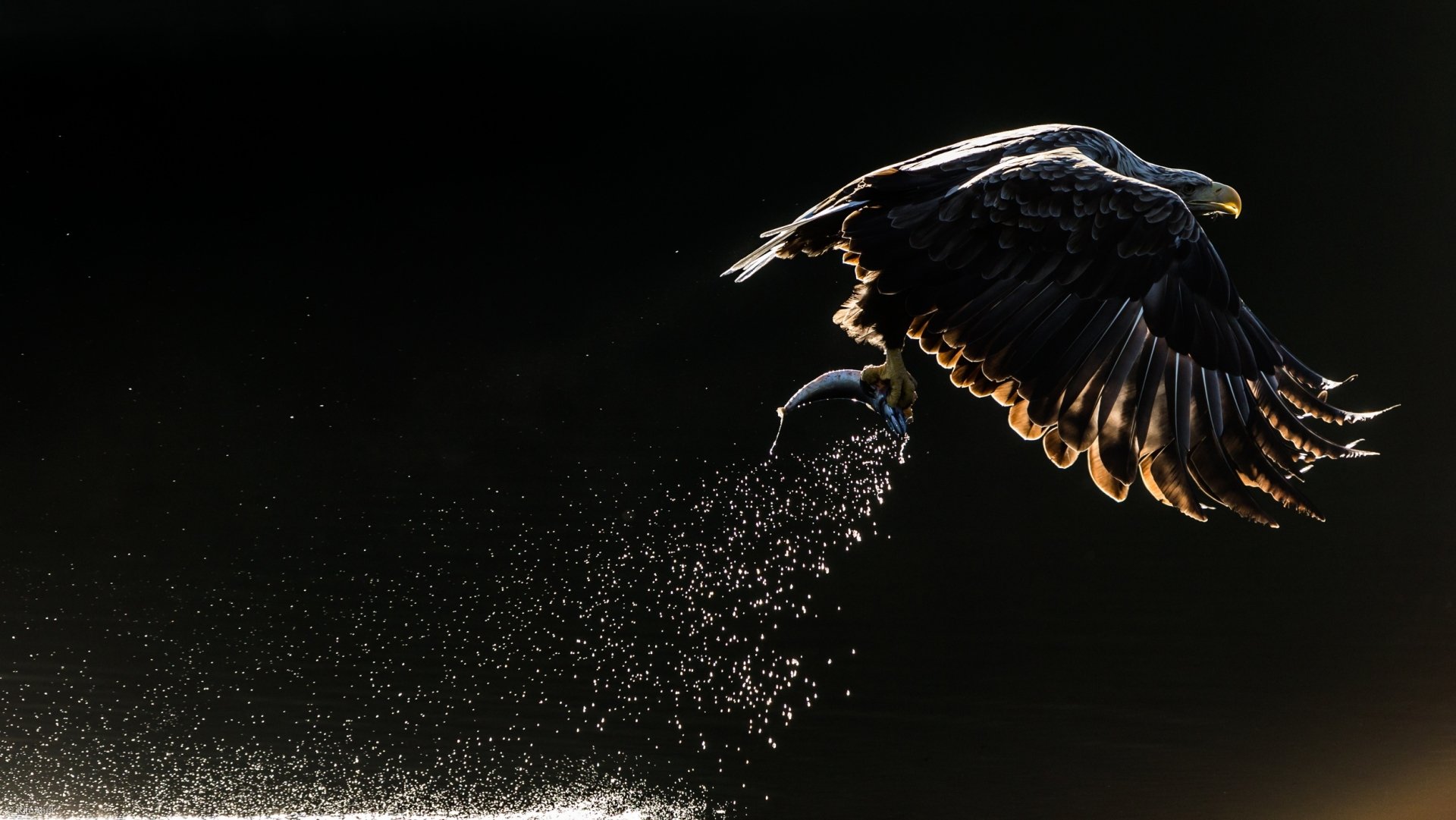 HD desktop wallpaper of a majestic eagle, a powerful bird of prey, captured in mid-flight with water droplets sparkling against a dark background.