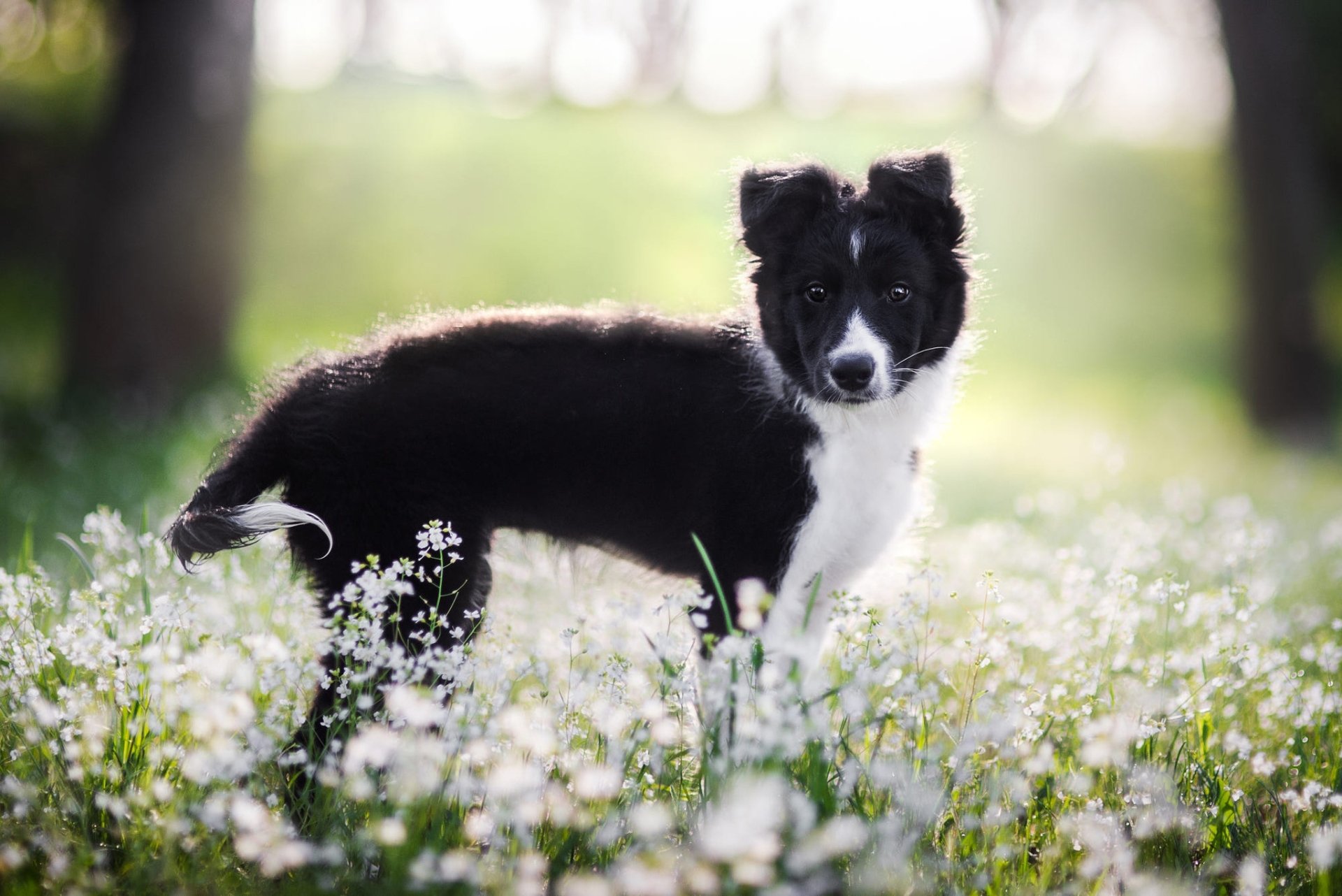 Download Baby Animal Dog Flower Animal Puppy HD Wallpaper | 2048x1367 ...