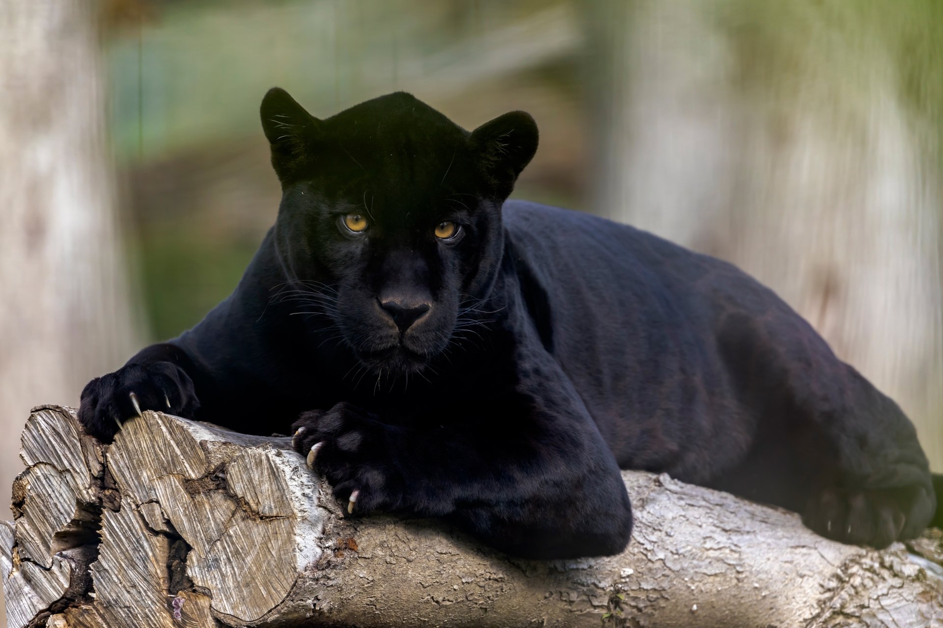 free Black Panther