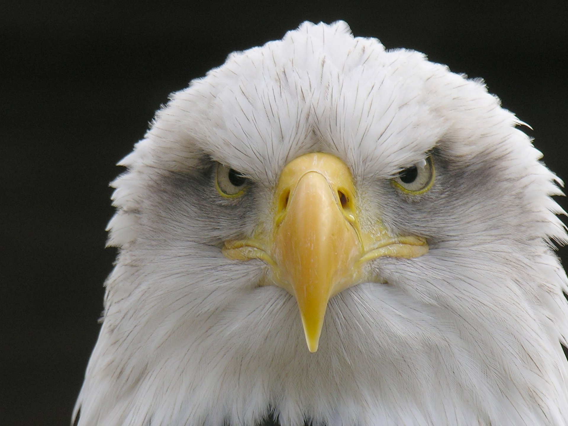 Download Animal Bald Eagle 4k Ultra HD Wallpaper