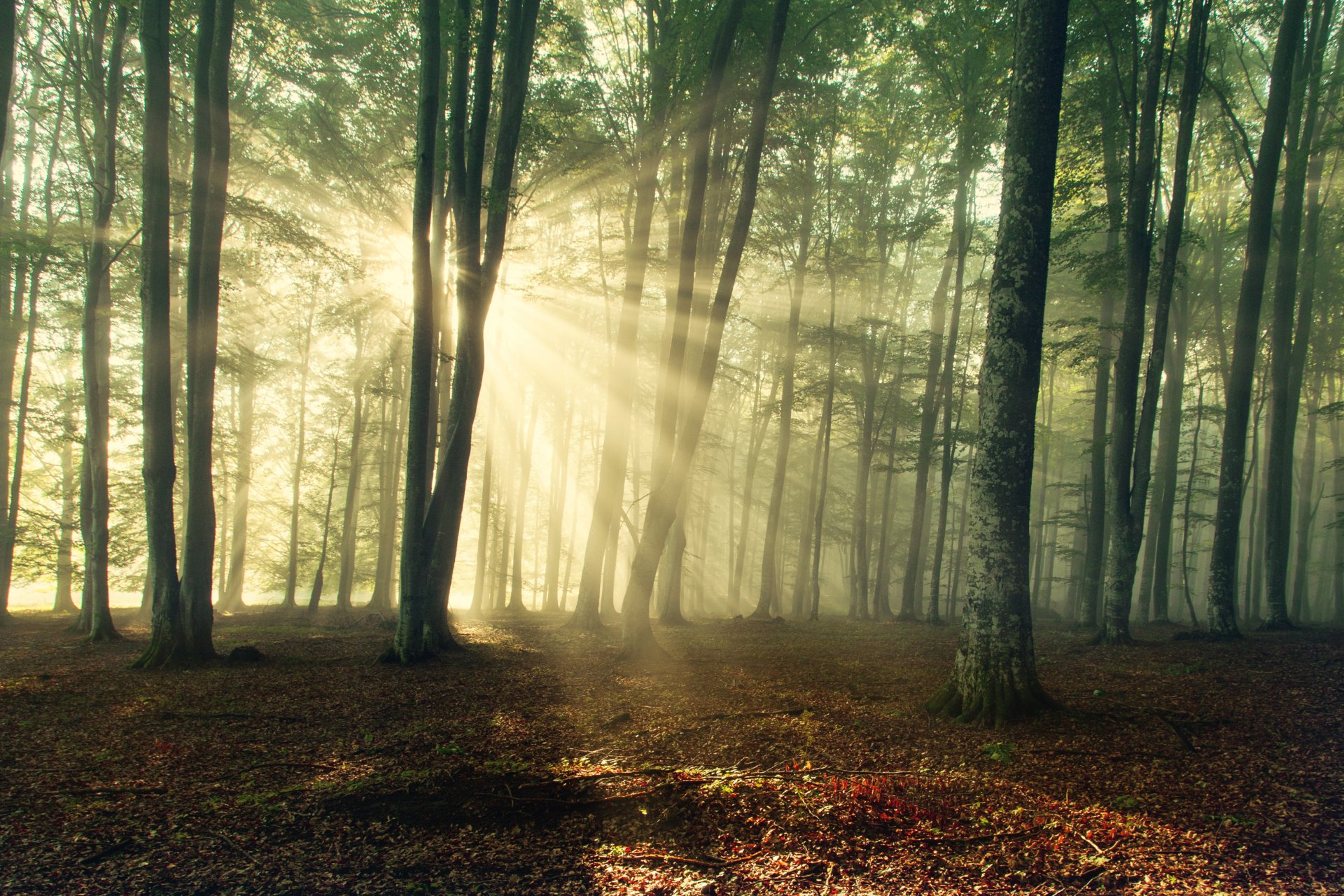 Download Forest Nature Sunbeam K Ultra HD Wallpaper