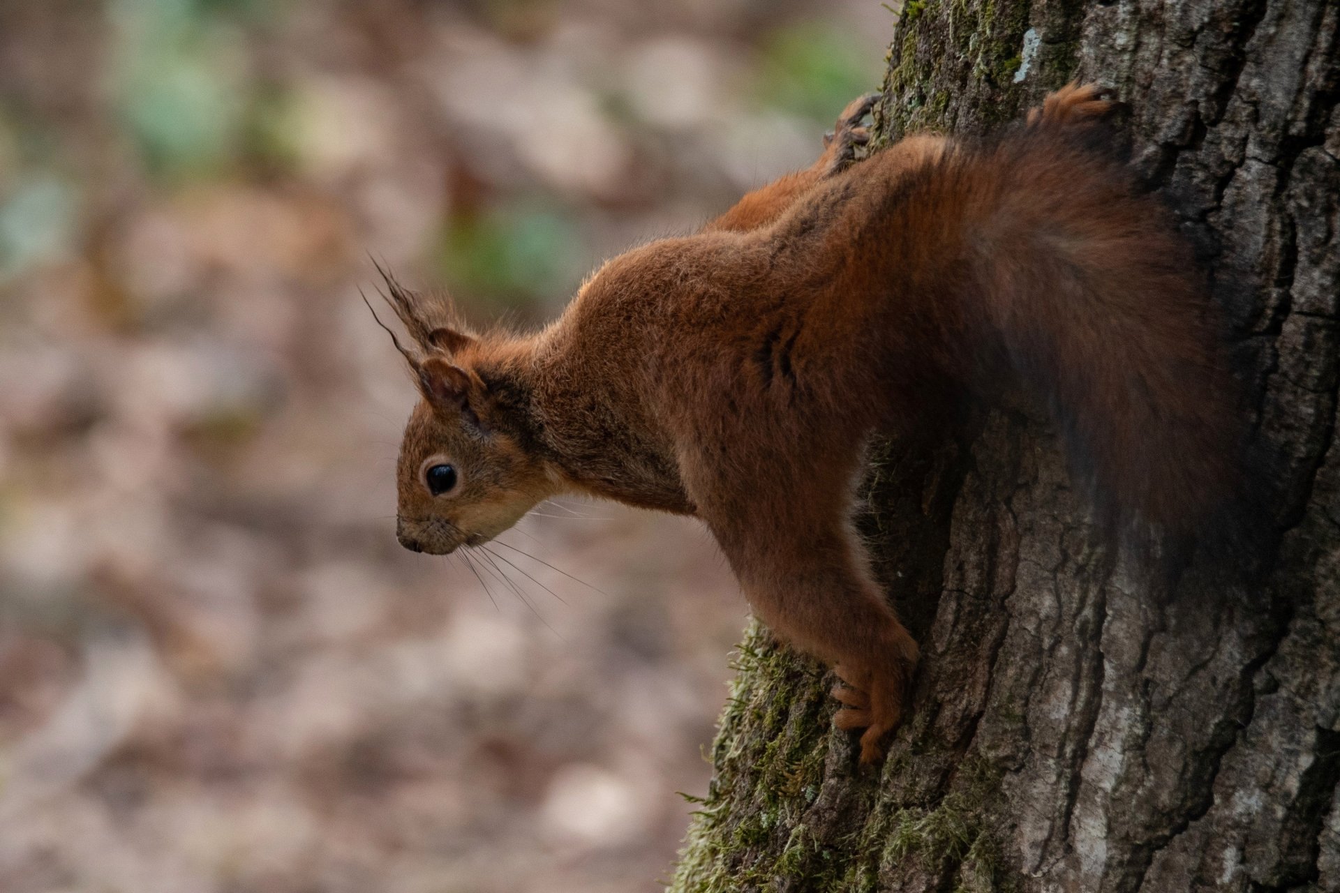 Animal Squirrel HD Wallpaper