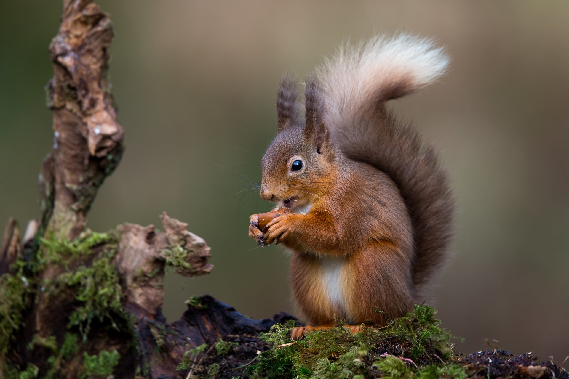 Red squirrel, a small rodent animal holding a nut on a mossy log — 4K Ultra HD PC desktop wallpaper and background.