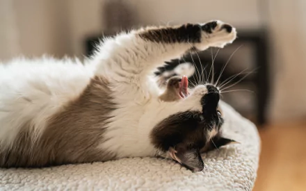 yawn Animal cat HD Desktop Wallpaper | Background Image